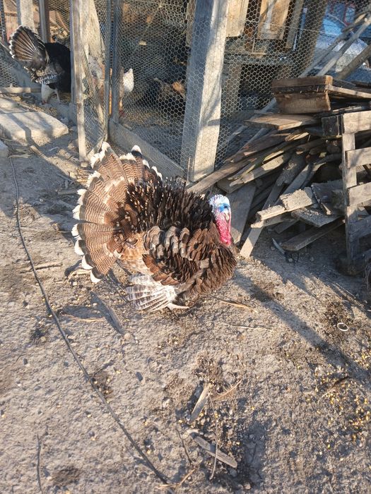 Curcan maro de casă