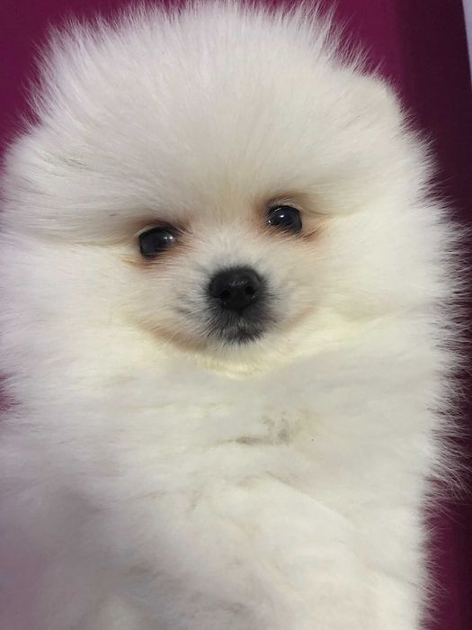 Pomeranian pui - Canisa