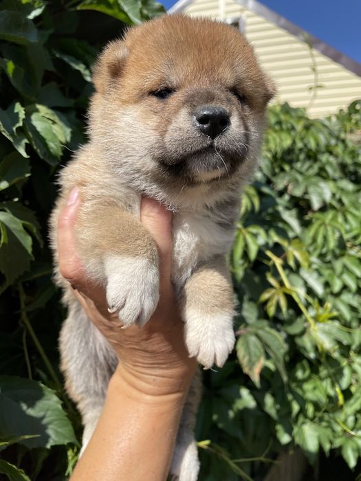 Японские сиба ину