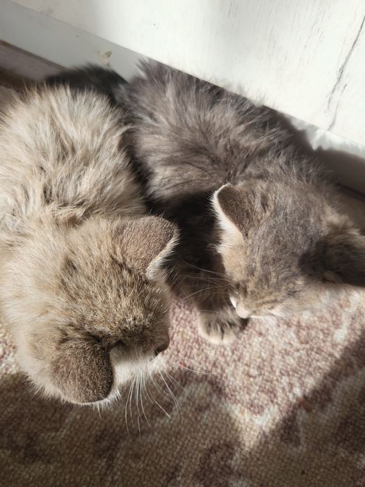 Отдам котят 1.5-2 месяца