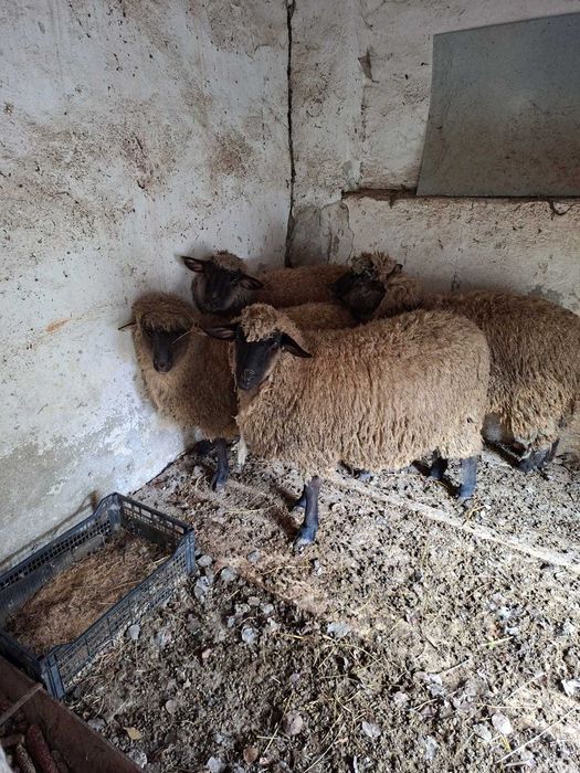 Oi Suffolk varsta 1 an