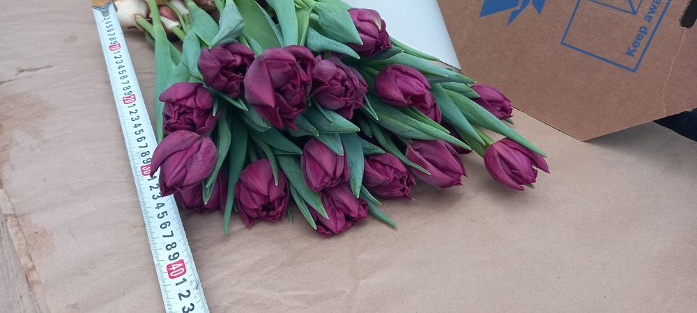 Тюльпаны к 8 марта