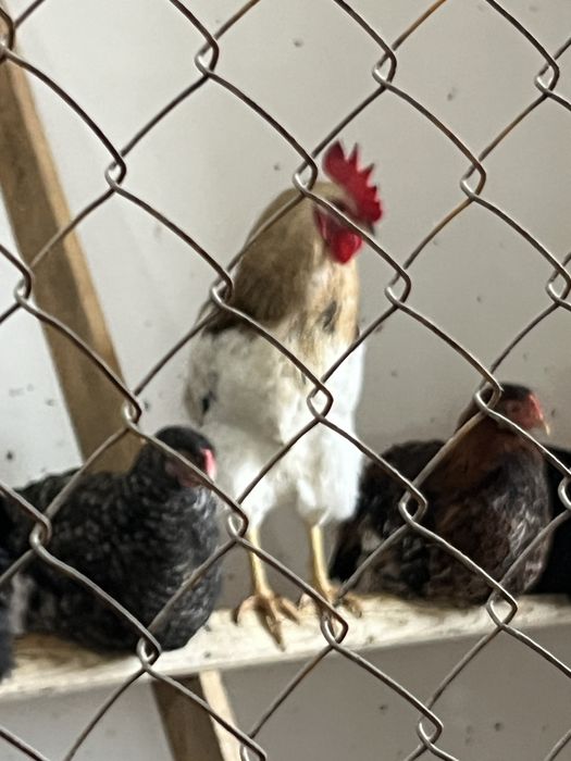 Әтештер сатылады.