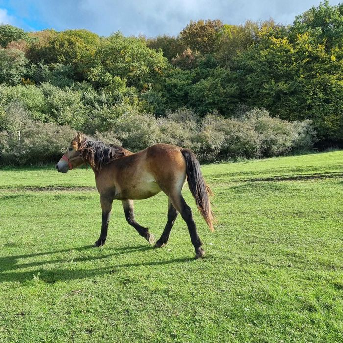 Vând 2 mânze si un mânz