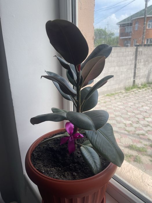 Комнатные растения