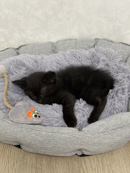 Кошка черная бесплатно