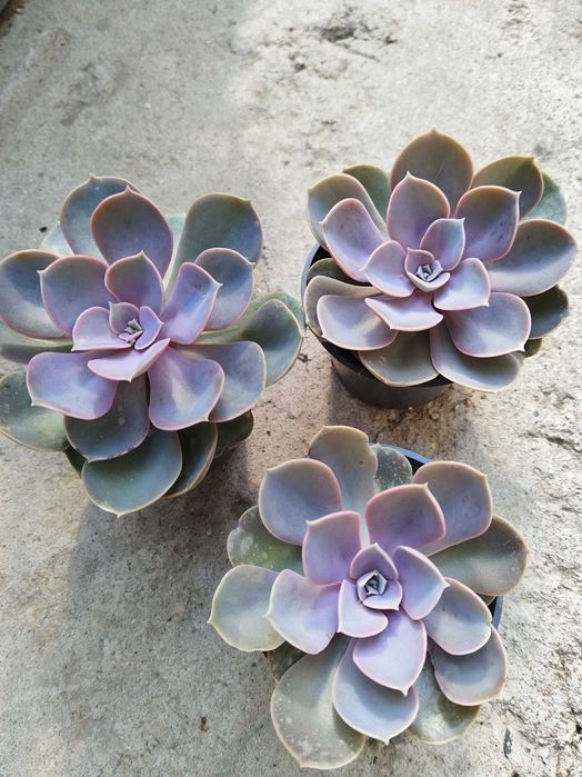 Эхеверии и прочие суккуленты