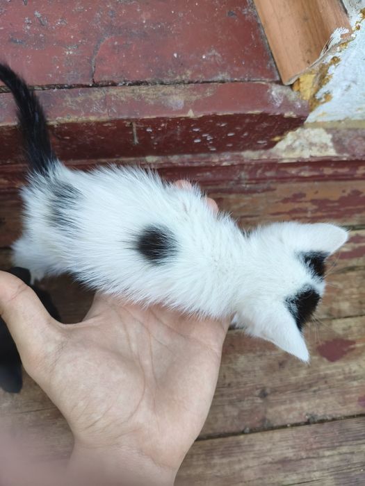 Котята бесплатно