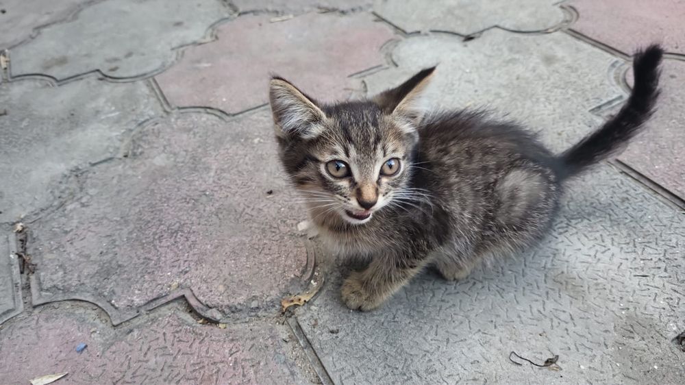 Котенок крысолов