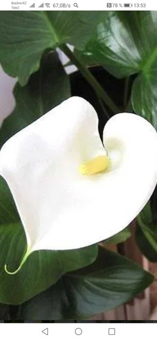 Комнатные цветы от 500 тн