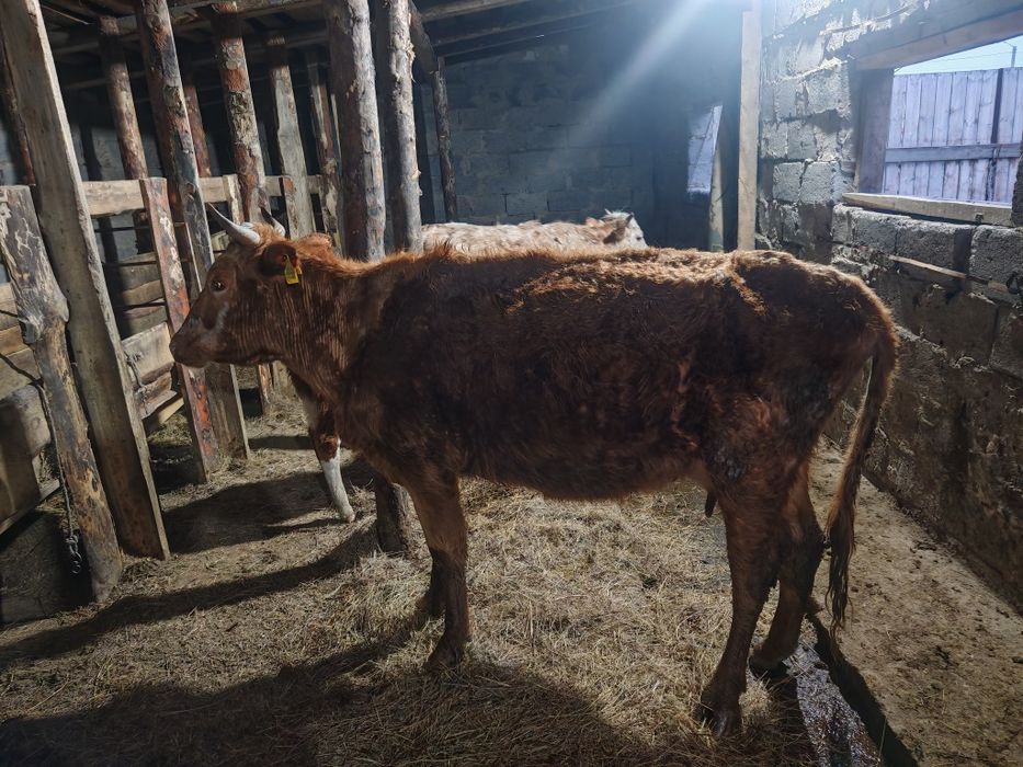 Сыйыр бызаумен, тайынша сатам