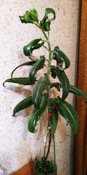 Каланхоэ. Продам...