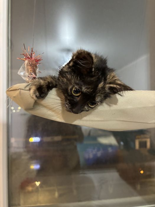 Отдам красивую кошечку