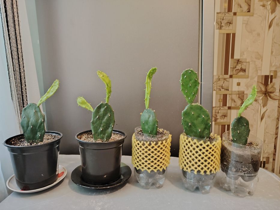 Опунция (в простонародье - заячьи ушки)