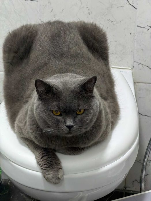 Отдам кота в хорошие руки