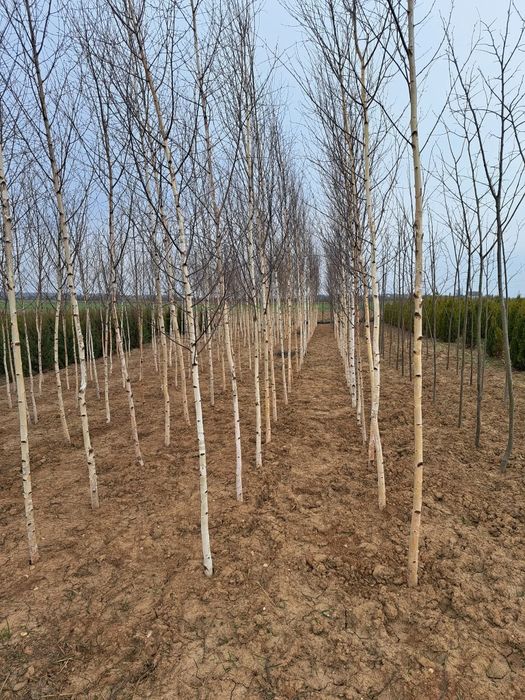 Tuia leilandy, spirale,pon pon,palmier