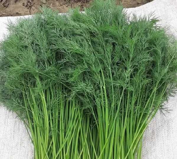 Продам зеленый укроп для засолки