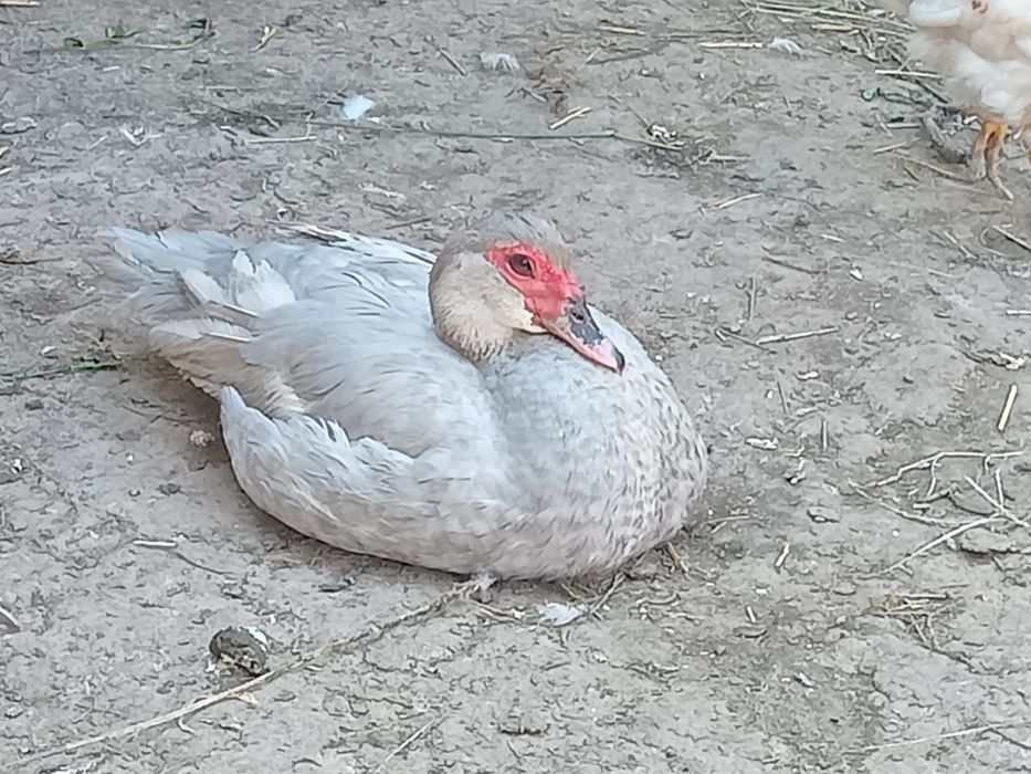 Лаванда индоутята