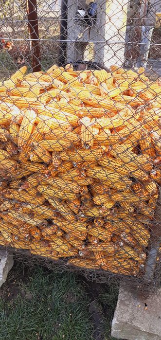 Porumb 2025 Octombrie-Noiembrie