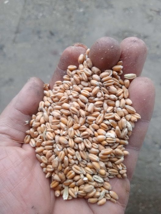 Porumb boabe, grăunte, grau Floarea soarelui 
 pestriță 2025