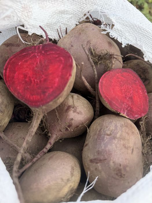 Продам морковь сорт Каспи Абака каскад