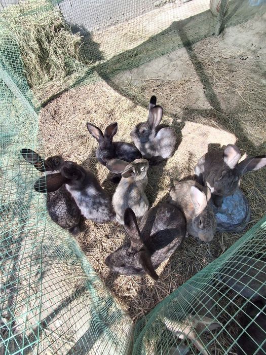 Куйонлар сотилади 200 мингдан