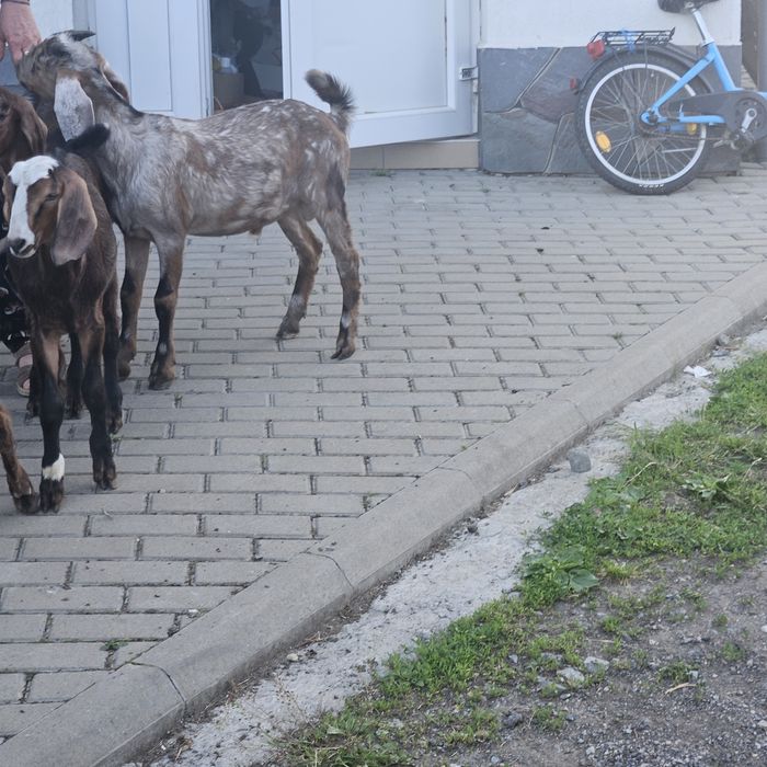 Iezi si capre de vanzare