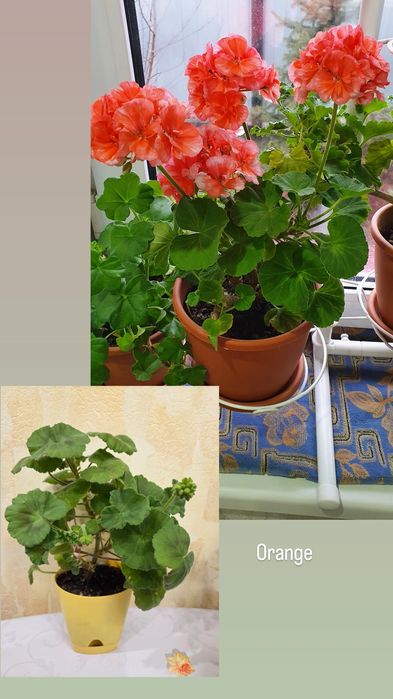 Тюльпановидные, розовидные и др. герани