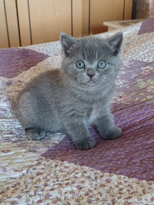Резерв котят с документами