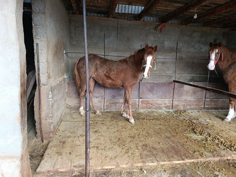 Кобылка 1годовалая рослоя