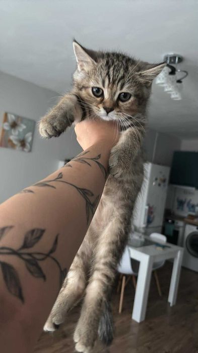 Шотландско котенце