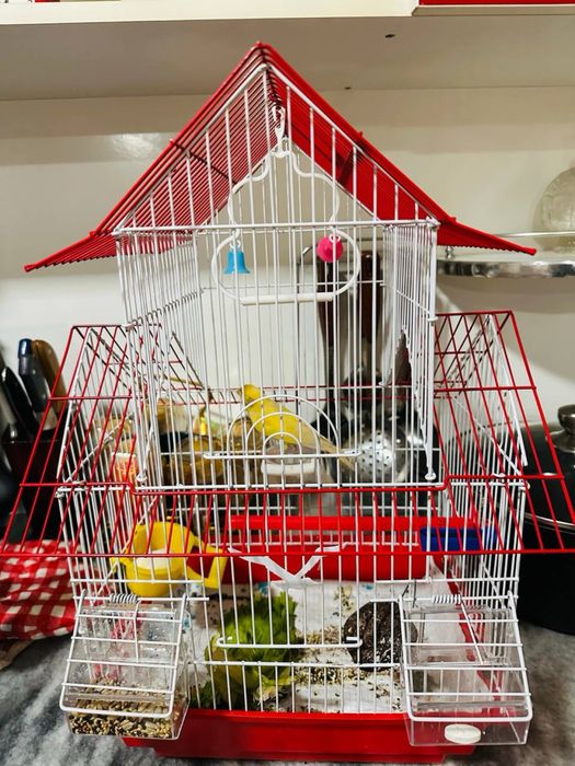 Kanareka juda zur sayraydi