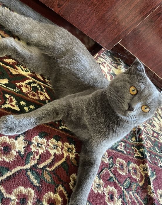 Aqilli oynoqi qarashga vaqtim bomayapti