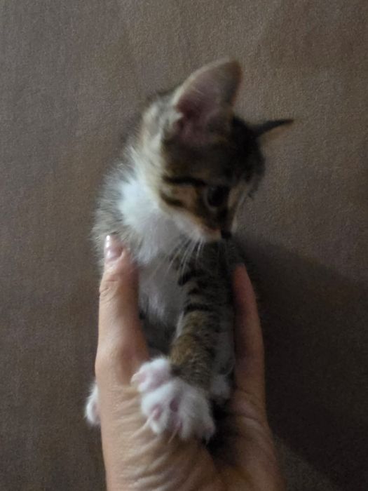 Отдам котят в добрые руки