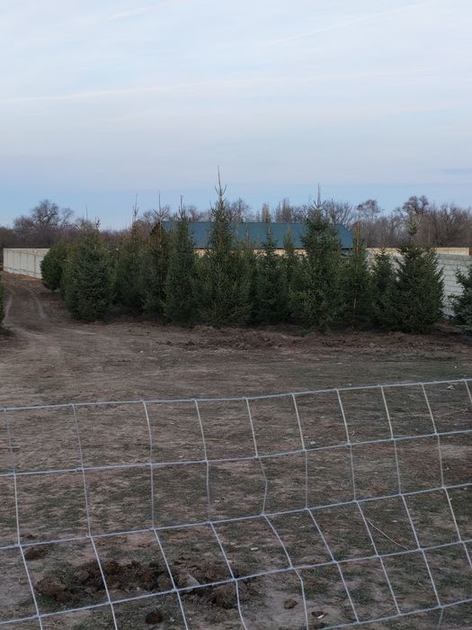 Ели, сосна, берёза, липа