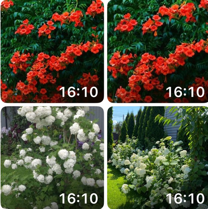 Продам  цветы, кустарники для сада  разного вида ,цена от 1500т и выше