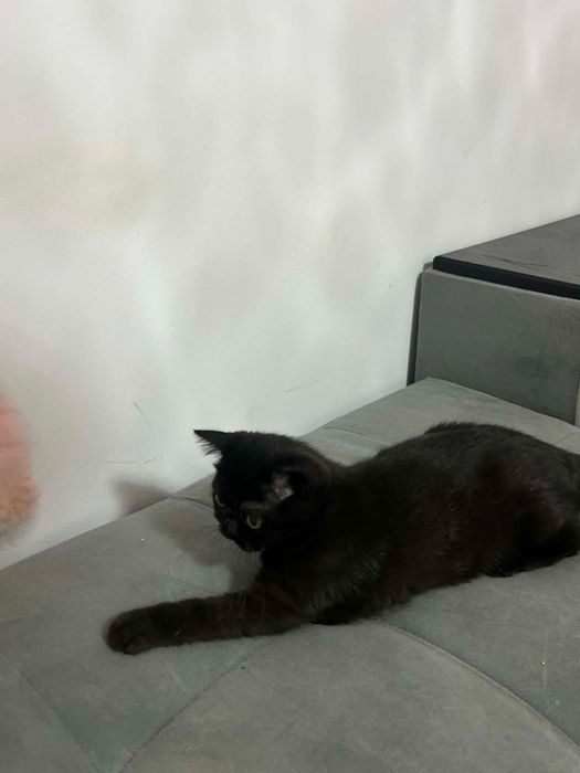 Шотландска котка