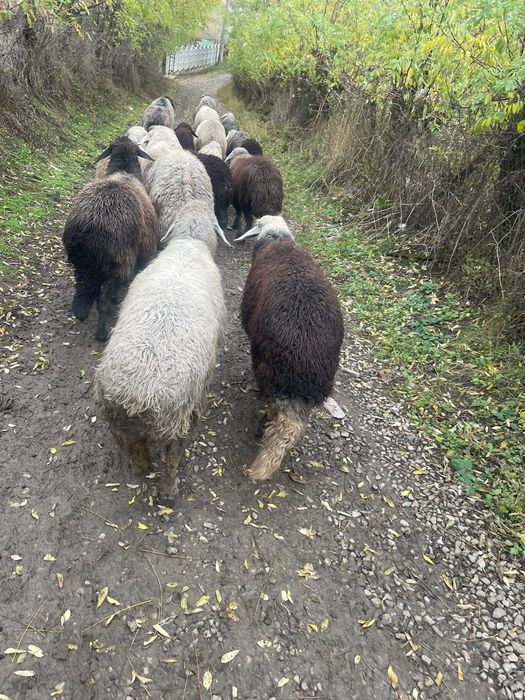 De vânzare 10 oi tinere de ținut