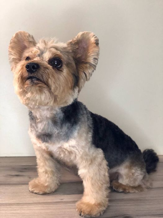 Груминг, стрижка кошек и собак