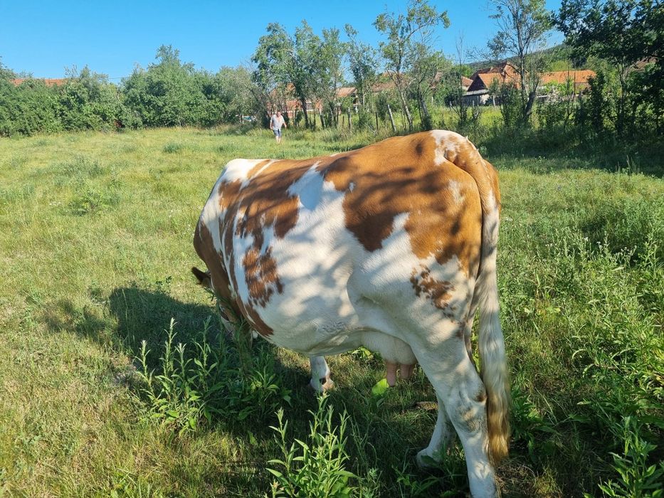 Vand Vaca băltata gestanta