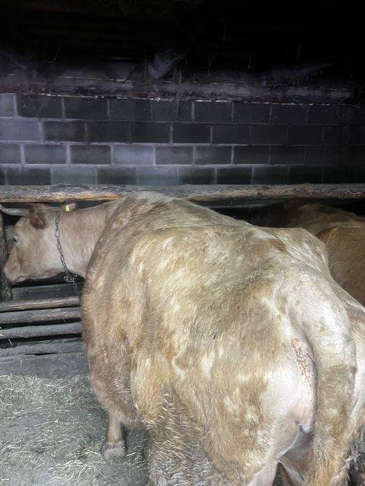 Тайша және сиыр