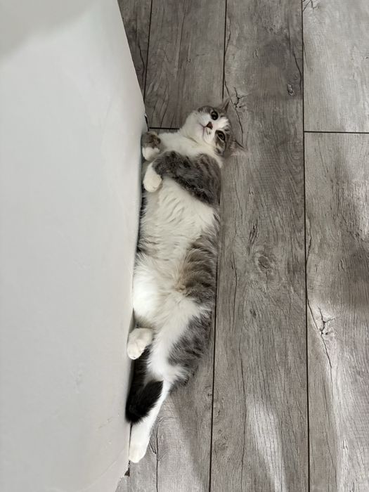 Котика в добрые руки