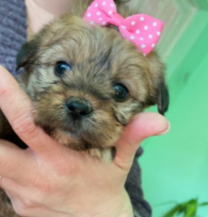 Bichon Havanez cu pedigree