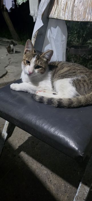 Отдам котика в добрые руки 4 месяца