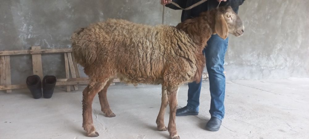 Арашан кузи кучкор сотилади