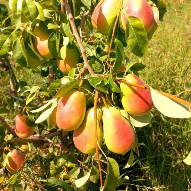 NOK kuchatlarini eng yangi sortlari bor joyidan sveji kovlab beramiz