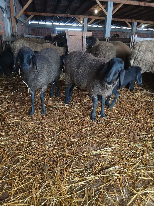 Mielute și berbecuți carabase