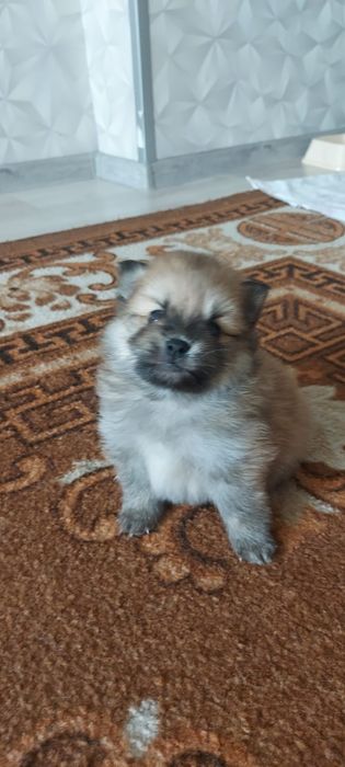 Продам шпицикоа.