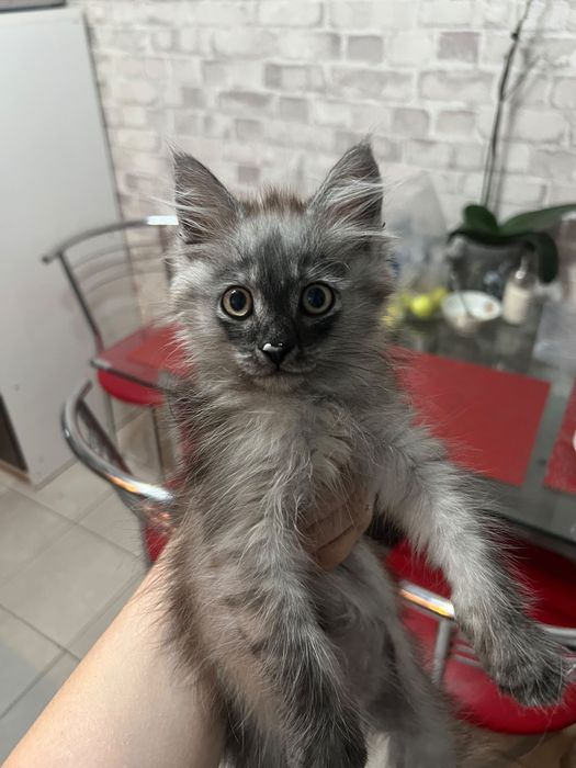 Отдам ответственным люлям