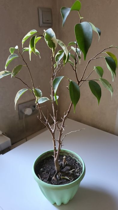 Комнатные цветы по 1000тг